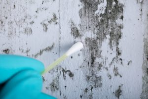 mold testing Clearwater fl